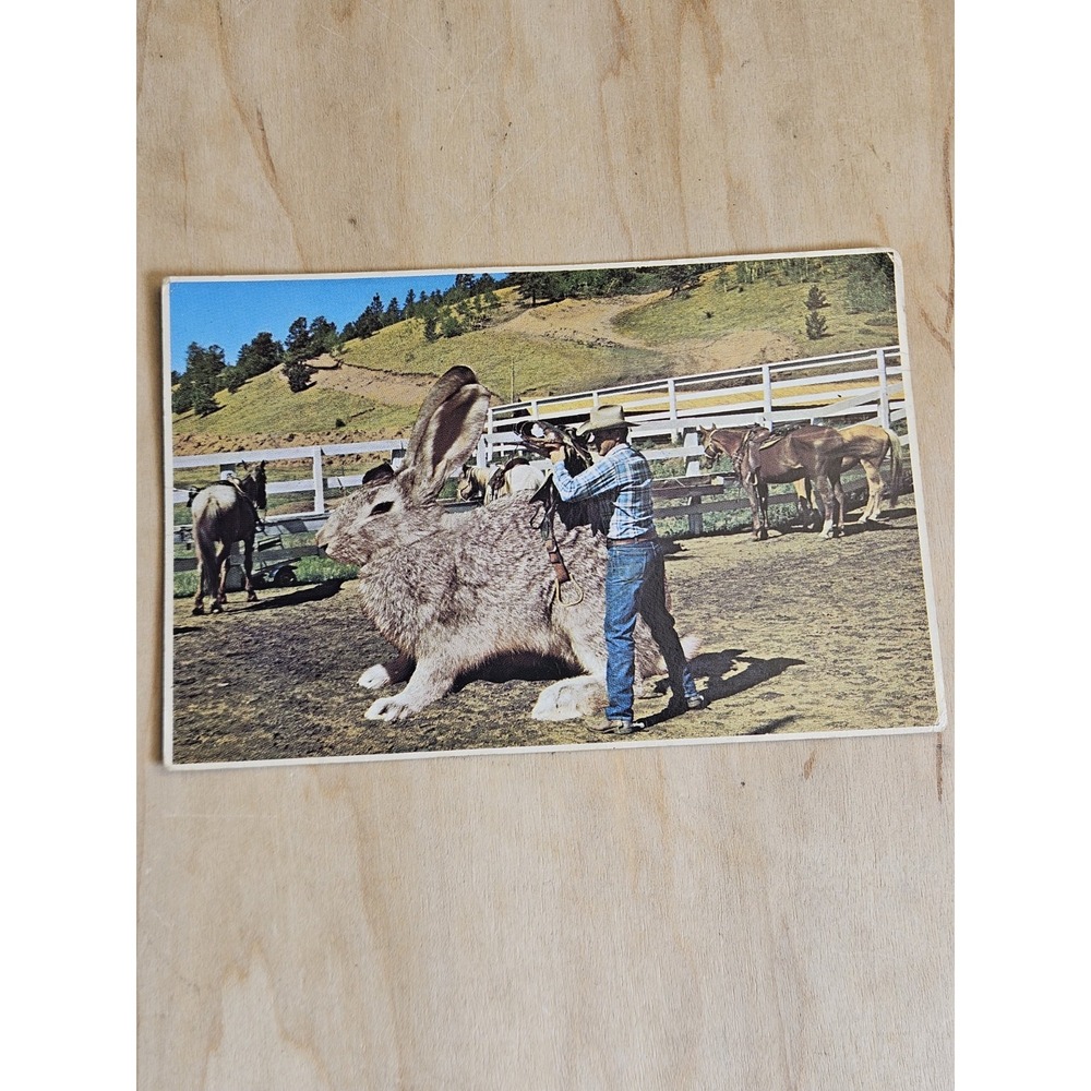 Vintage Petley Studios Big Jack Giant Rabbit Ranch Cowboy Postcard B8317